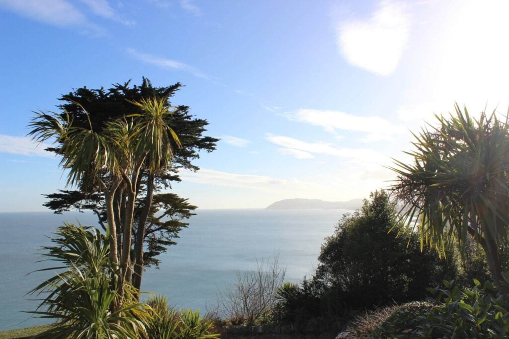 A sunny palm tree landscape