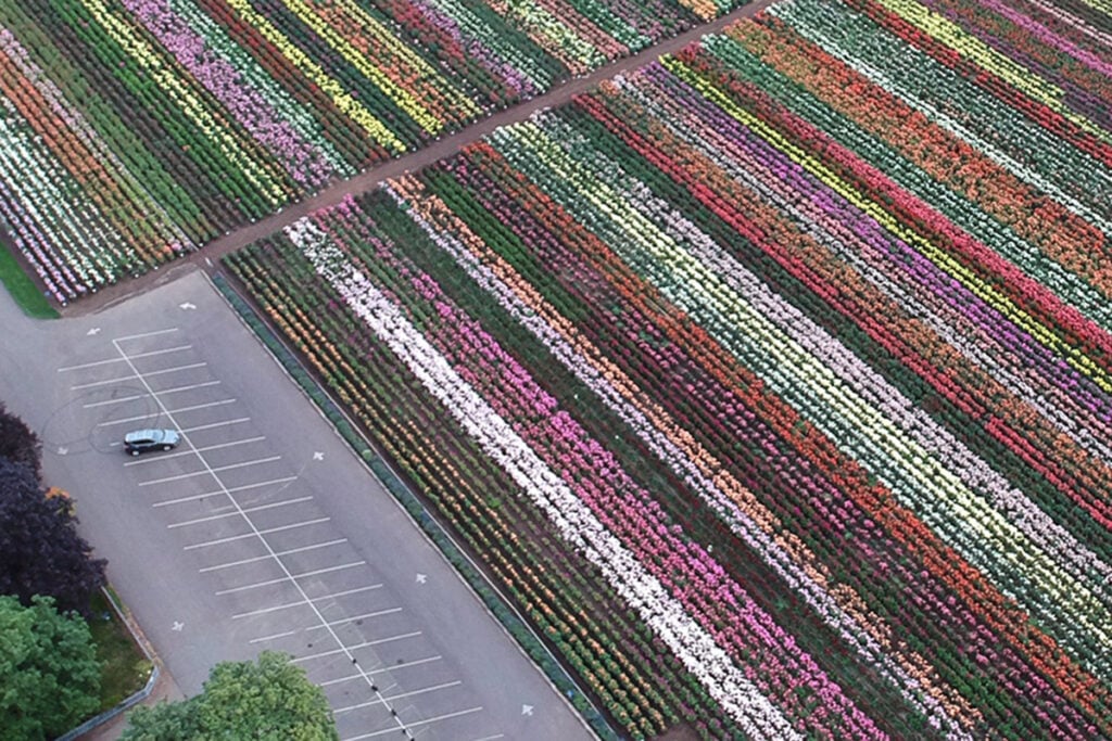 An aerial view of a expansive field showing rows and rows as far as the eye can see of Dahlias in all sorts of colors