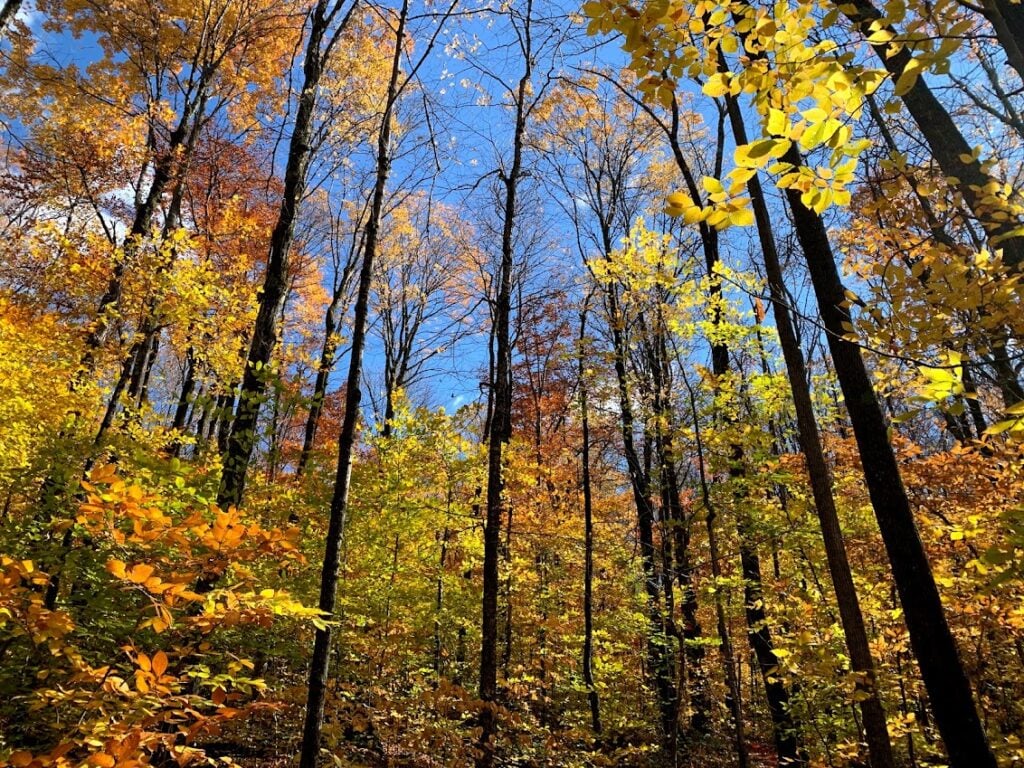 Fall foliage in Vermont