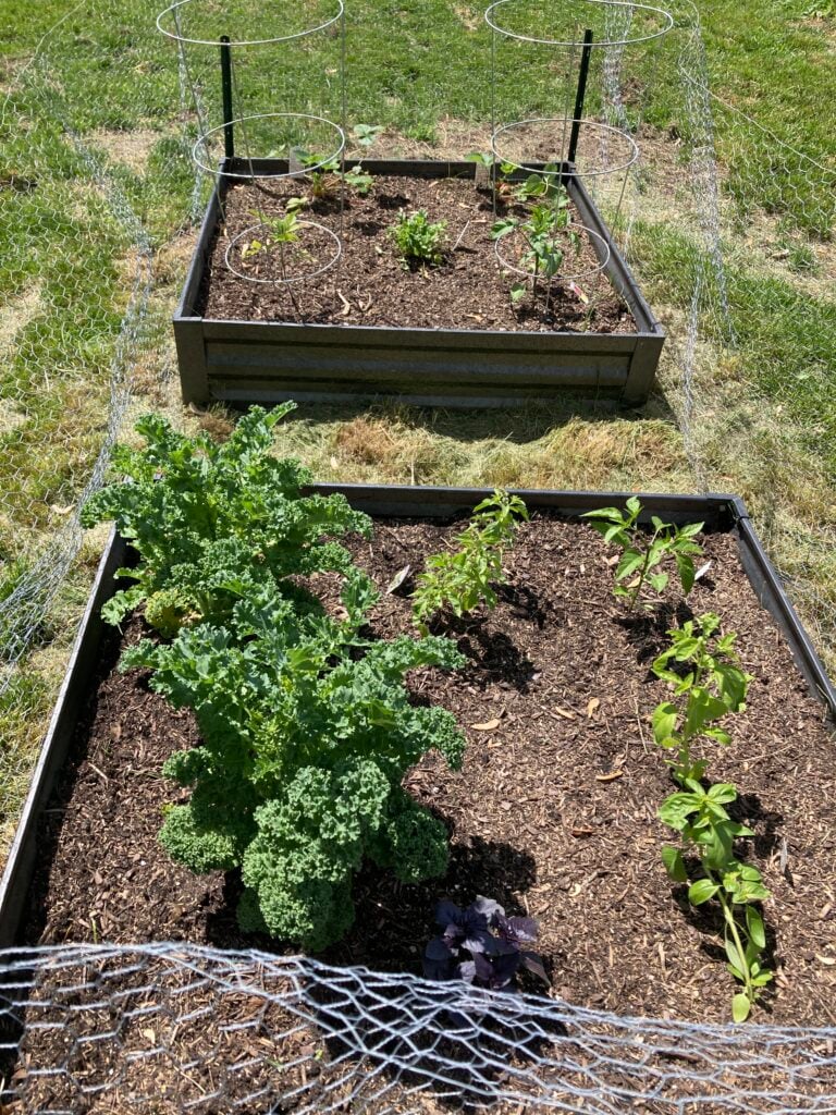 Two square garden beds freshly planted