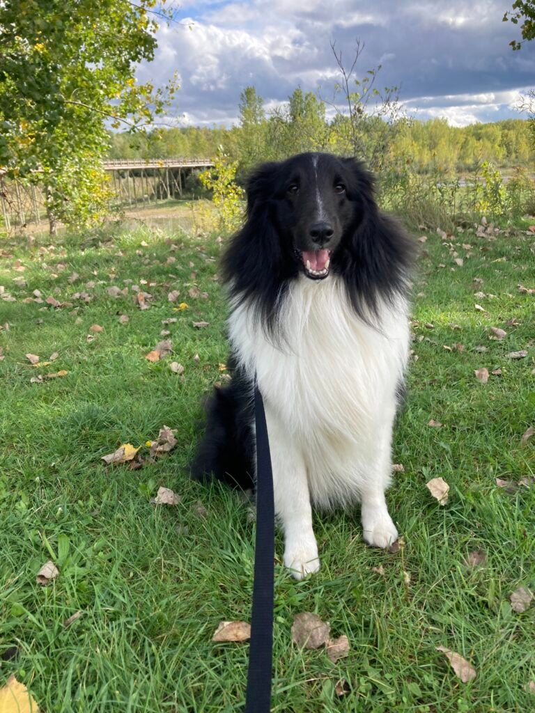 Cat's dog Shadow, and black and white shetland sheepdog