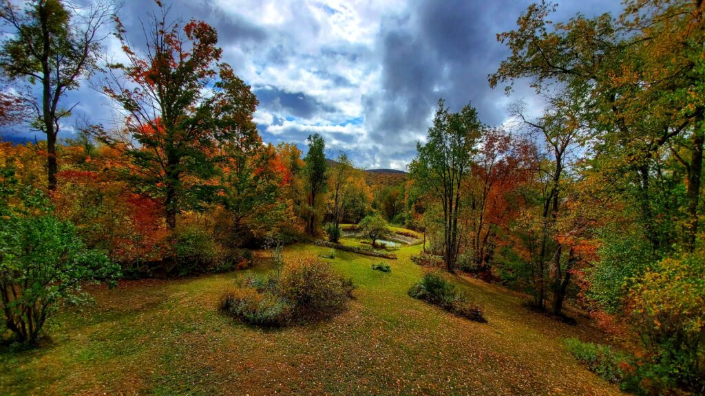 A fall forest landscape